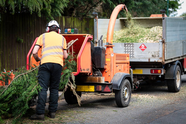How Our Tree Care Process Works  in  Binghamton University, NY